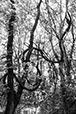 Entwined 8
